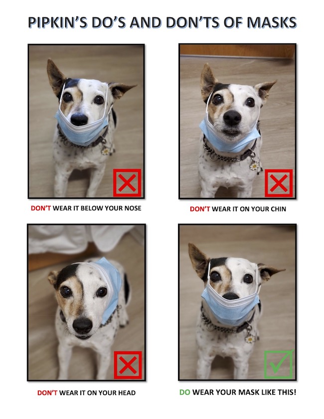 Pip the dog, demostrating how to wear a mask